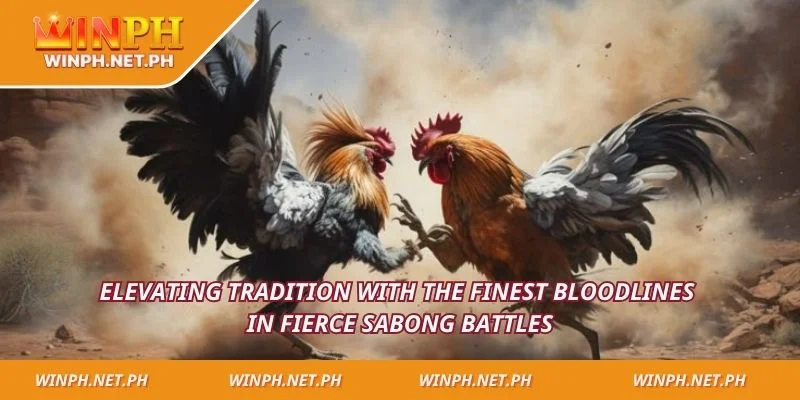 Elevating tradition with the finest bloodlines in fierce sabong battles